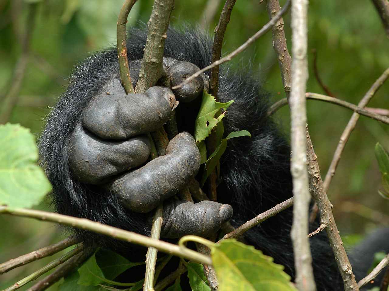Mountain Gorilla Trekking