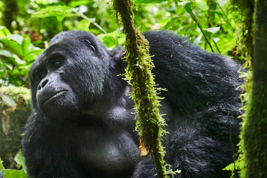 Mountain Gorilla Trekking 