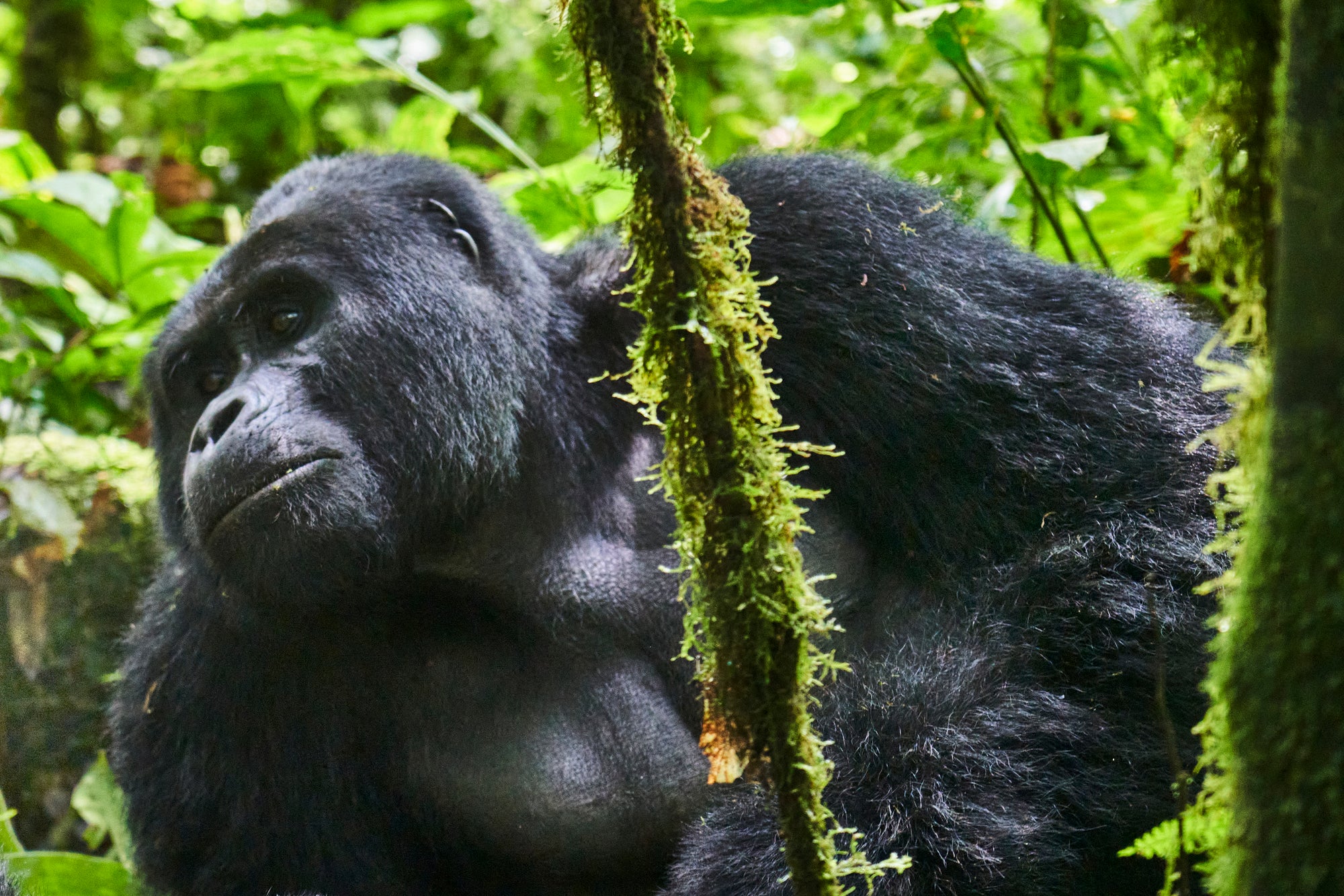 Mountain Gorilla Trekking 