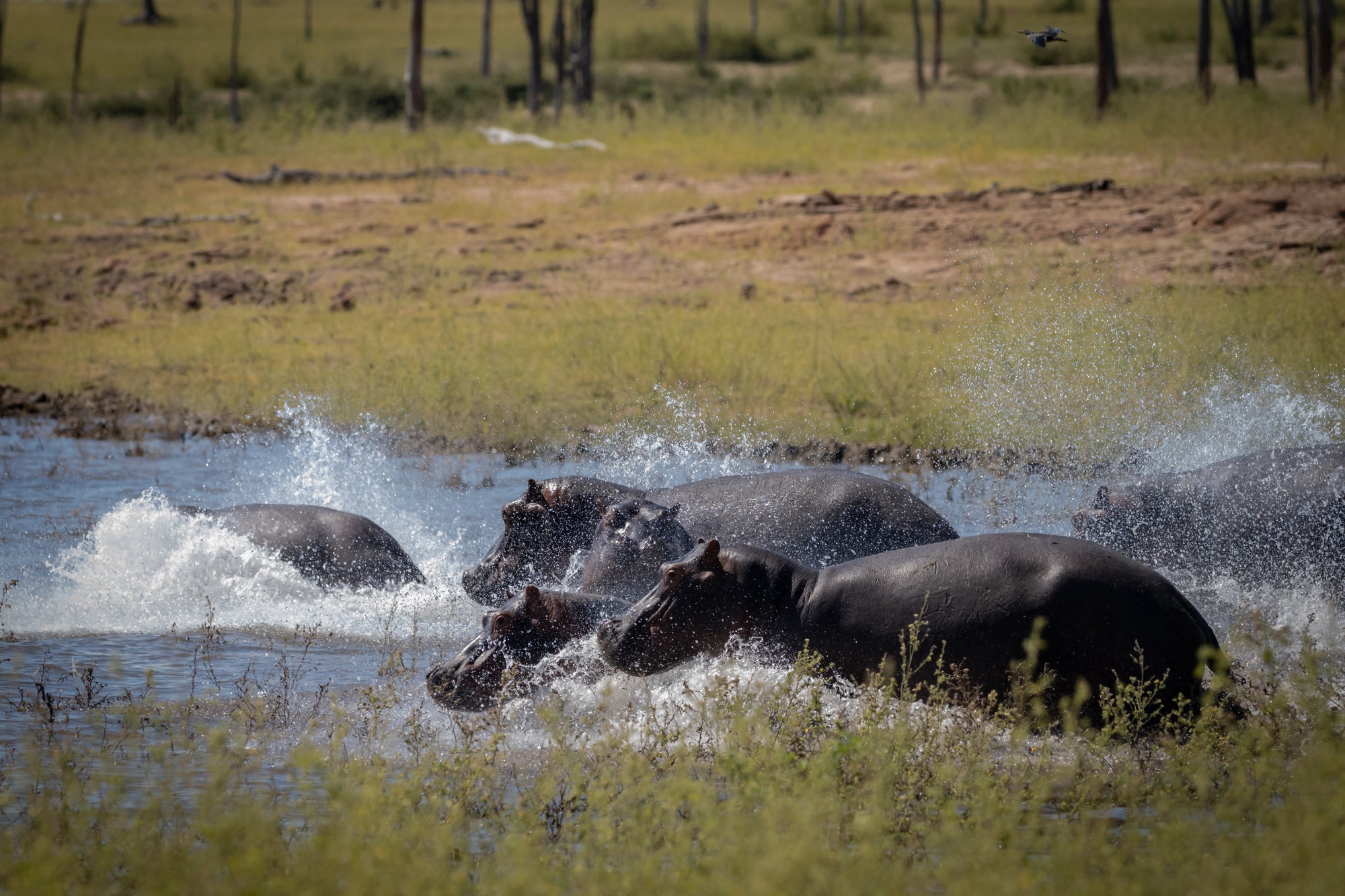 Game Drive