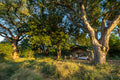 John's Camp