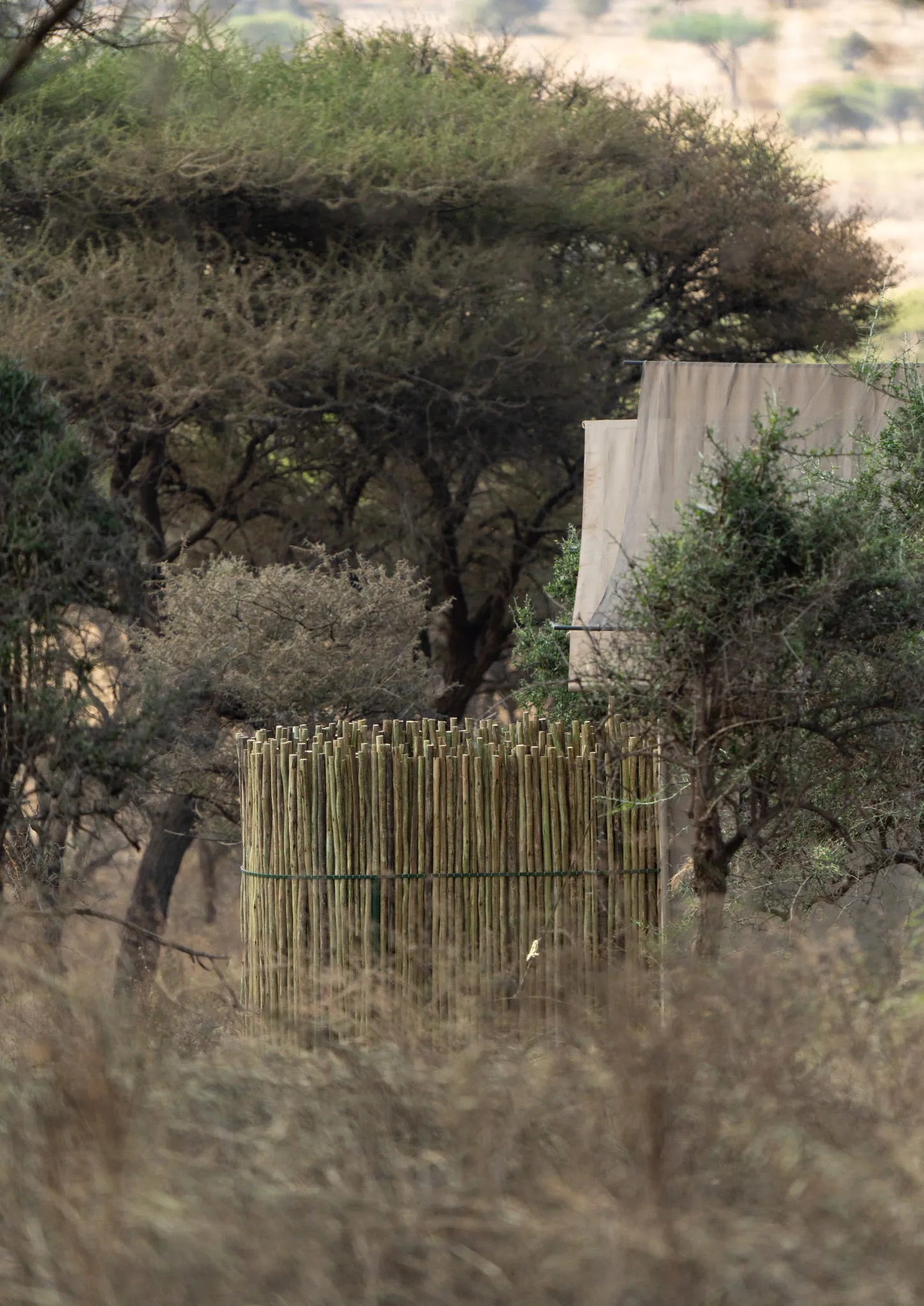 Guests tent at Awali Serengeti Camp, Central Serengeti, Tanzania.