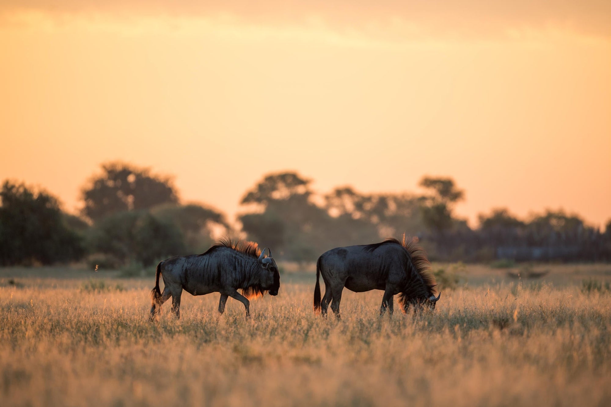 Game Drives  gallery image 11