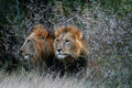 Male Lion Brothers