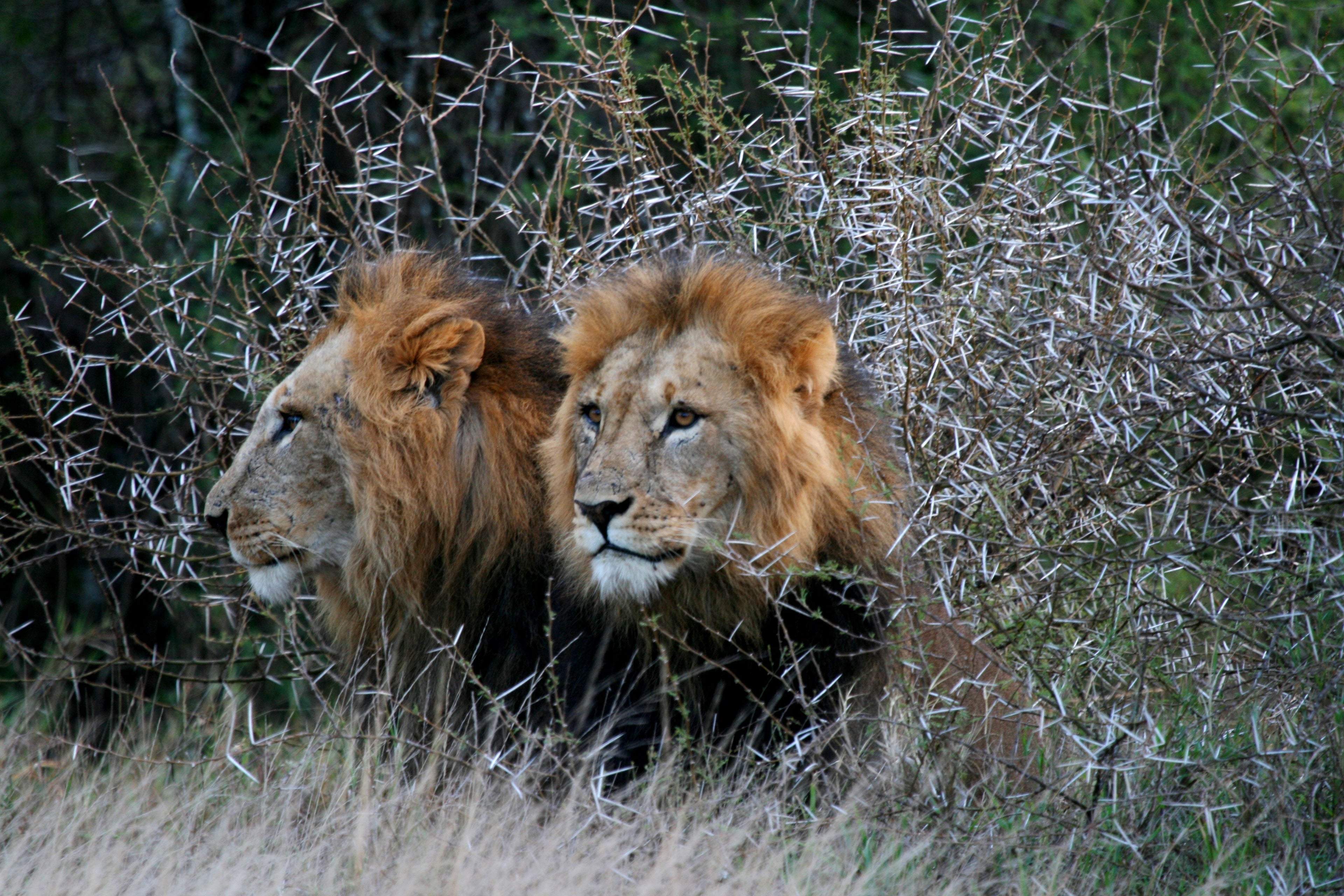 Male Lion Brothers