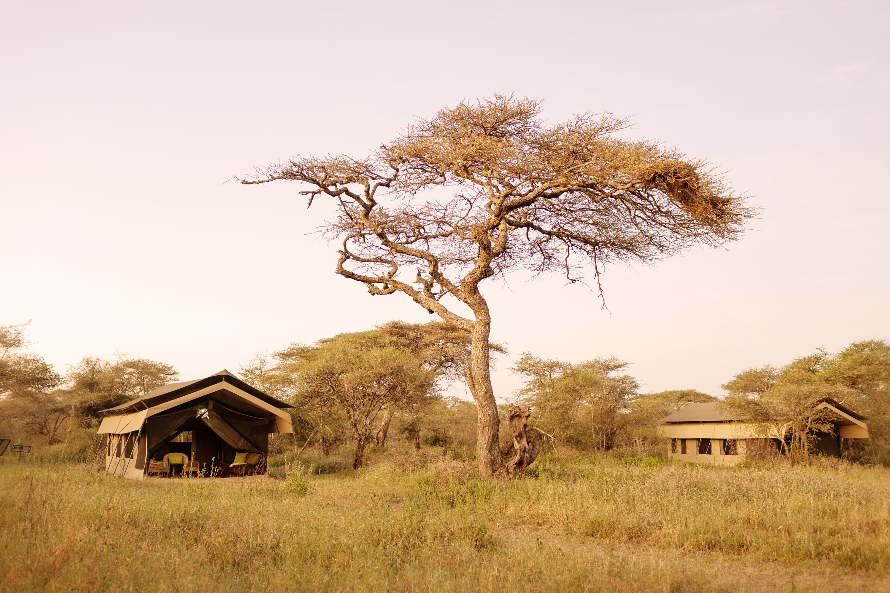 Ndutu Wilderness Camp Guest tents