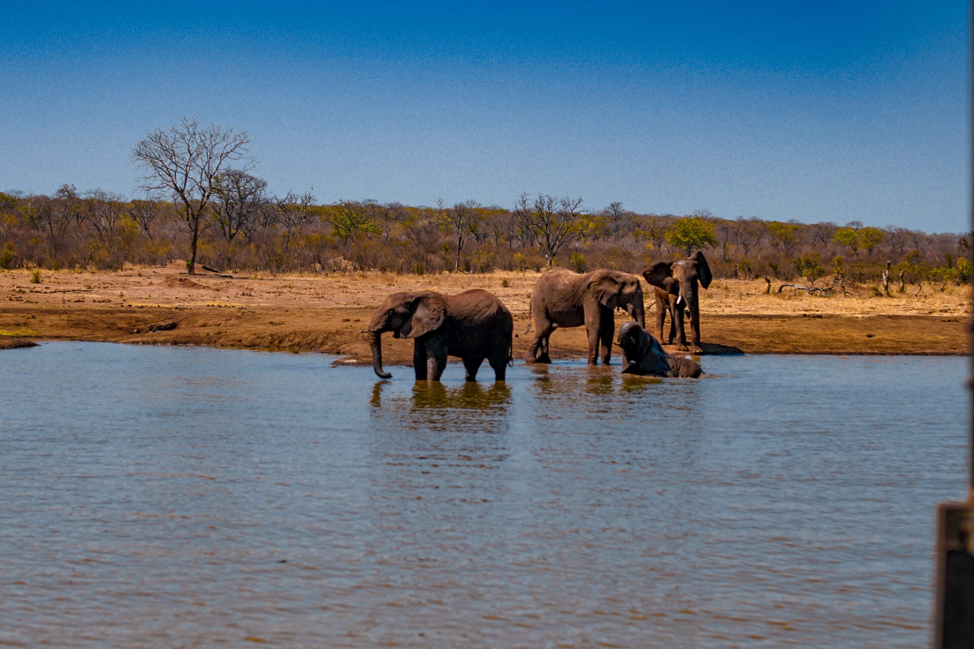 ElephantCREW Through The Eyes of an Elephant