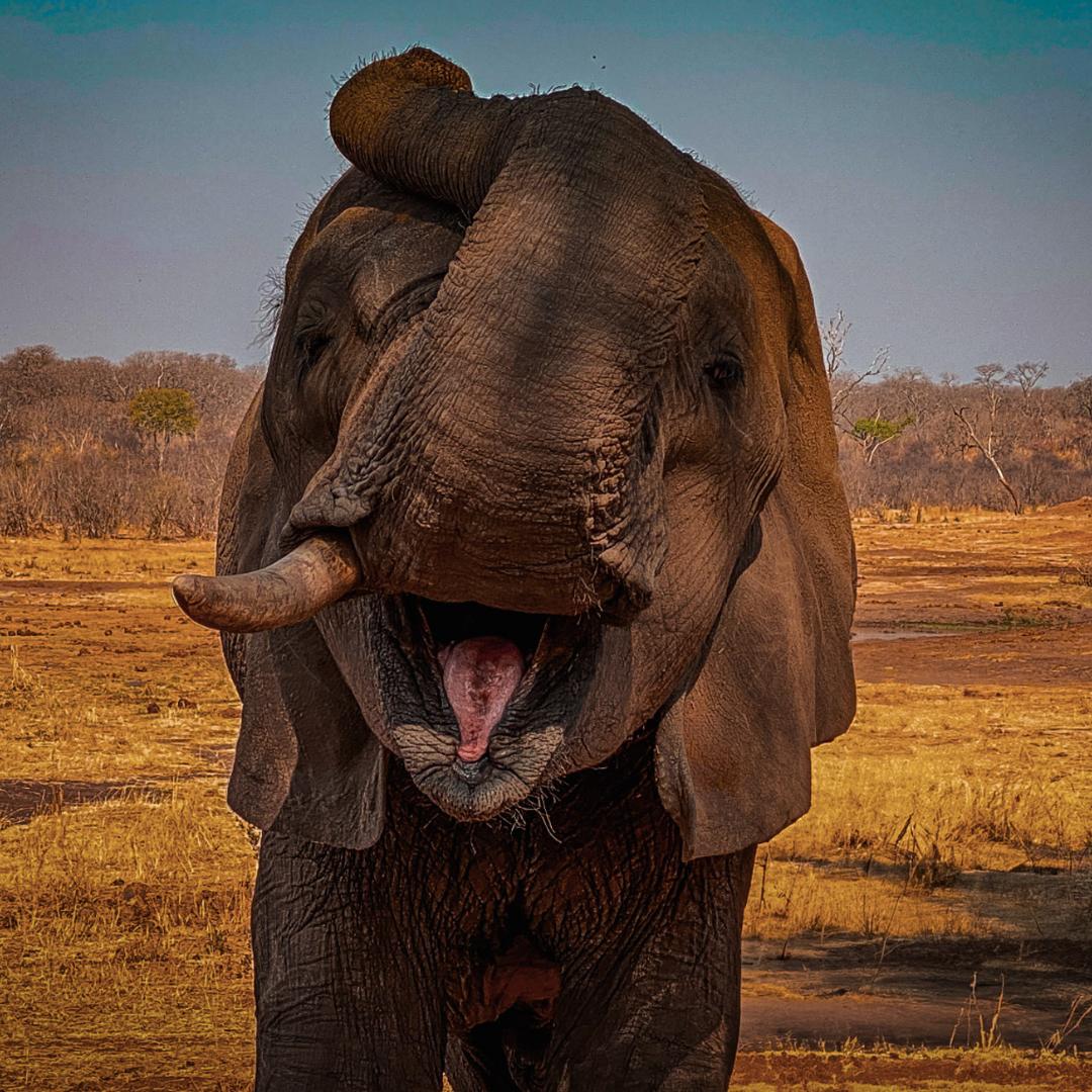 ElephantCREW Through The Eyes of an Elephant