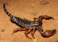 Scorpion Safaris