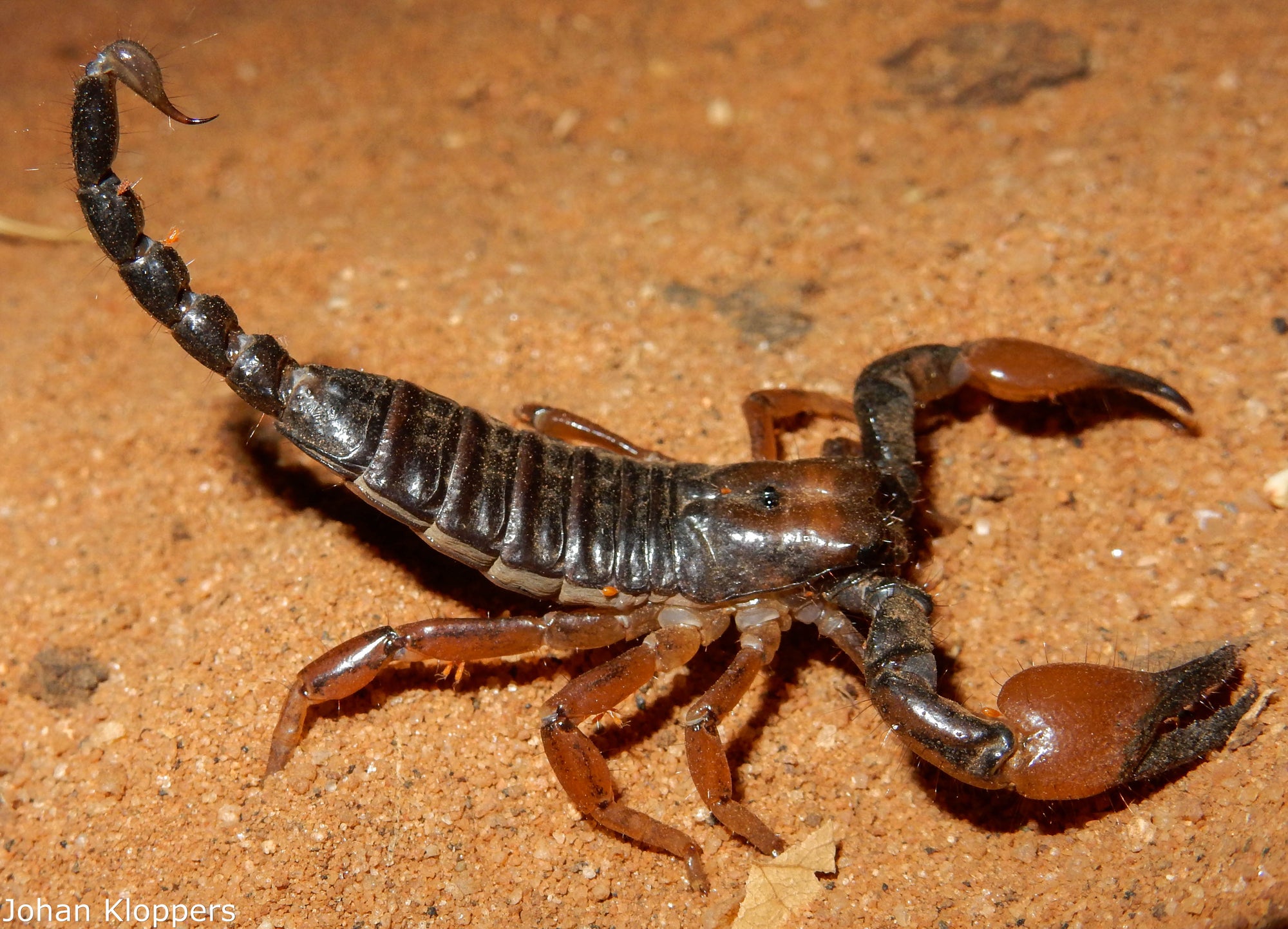 Scorpion Safaris