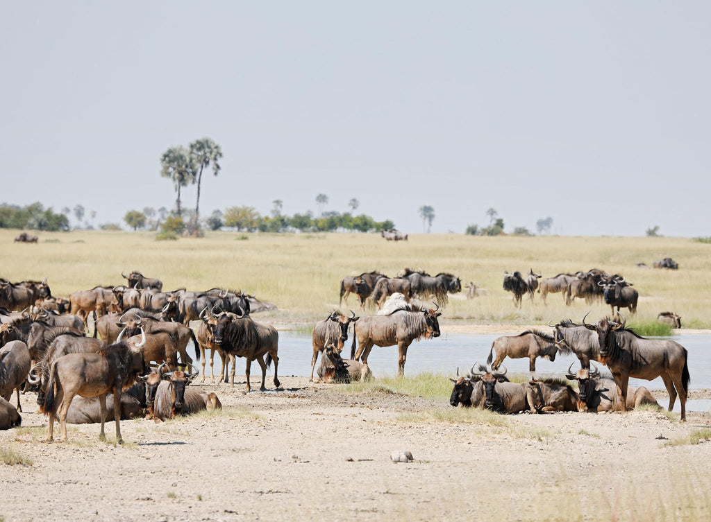 Game Drives  gallery image 7