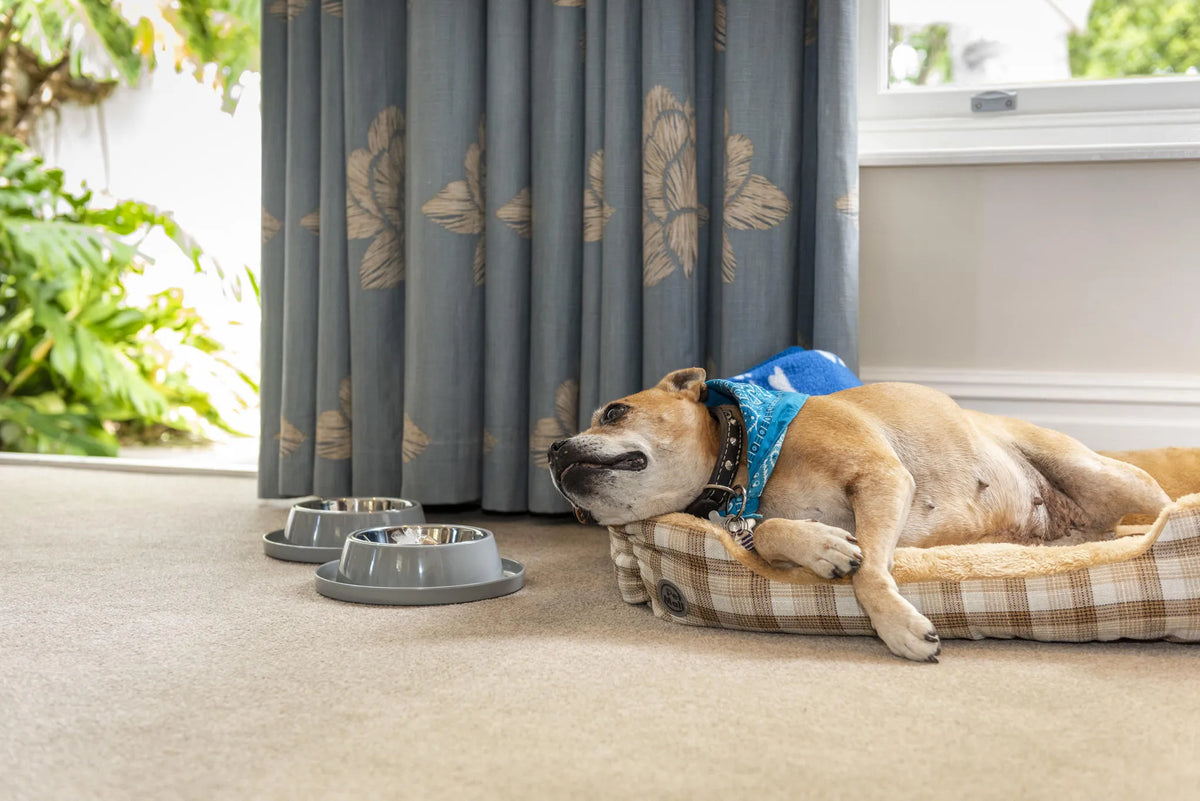 Pet Friendly at The Cellars Hohenort, Cape Town, South Africa.