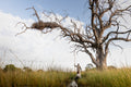 Mokoro Trips (seasonal activity)