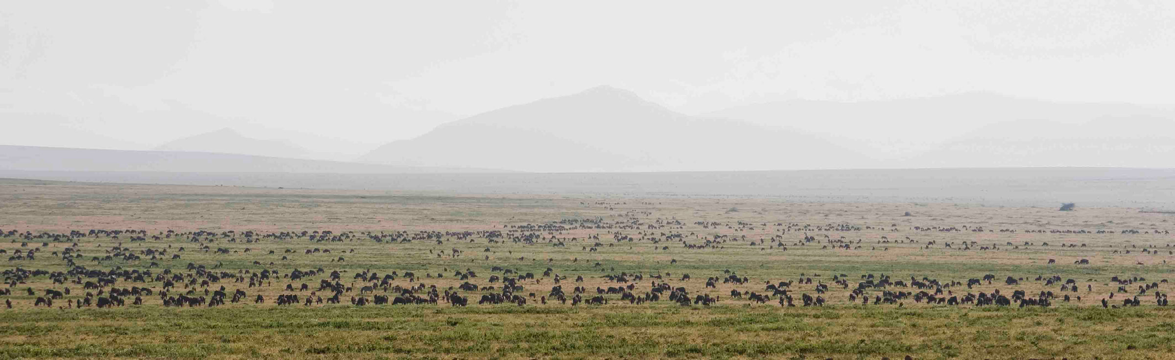 Ndutu Kati Kati Tented Camp