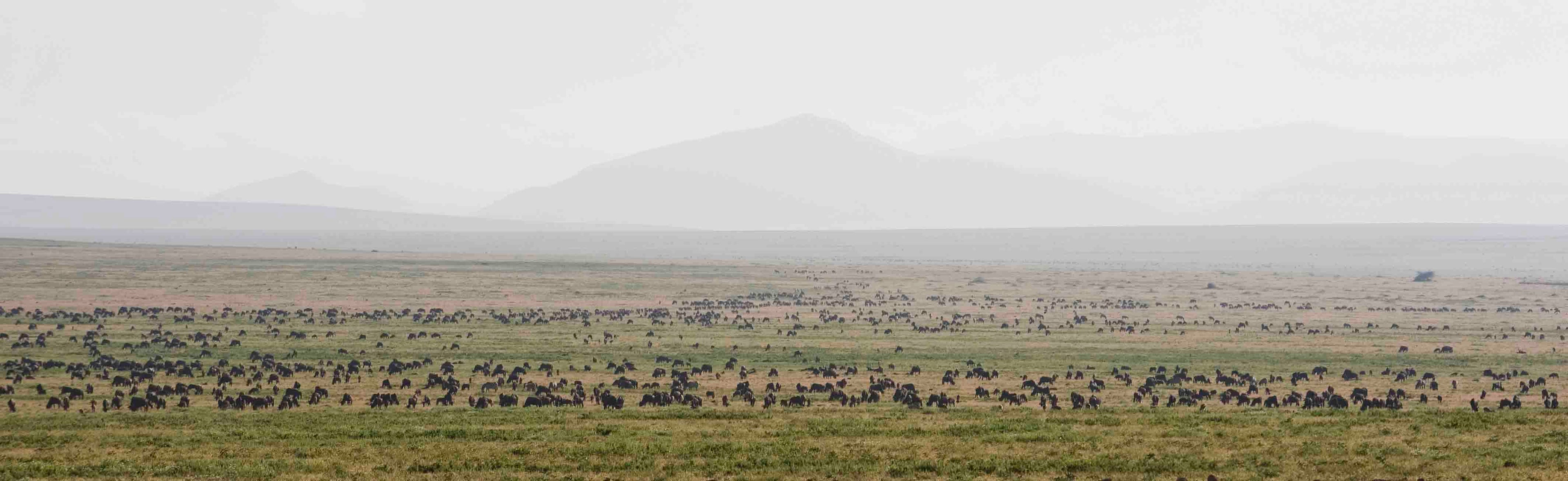 Serengeti Ndutu Kati Kati Tented Camp