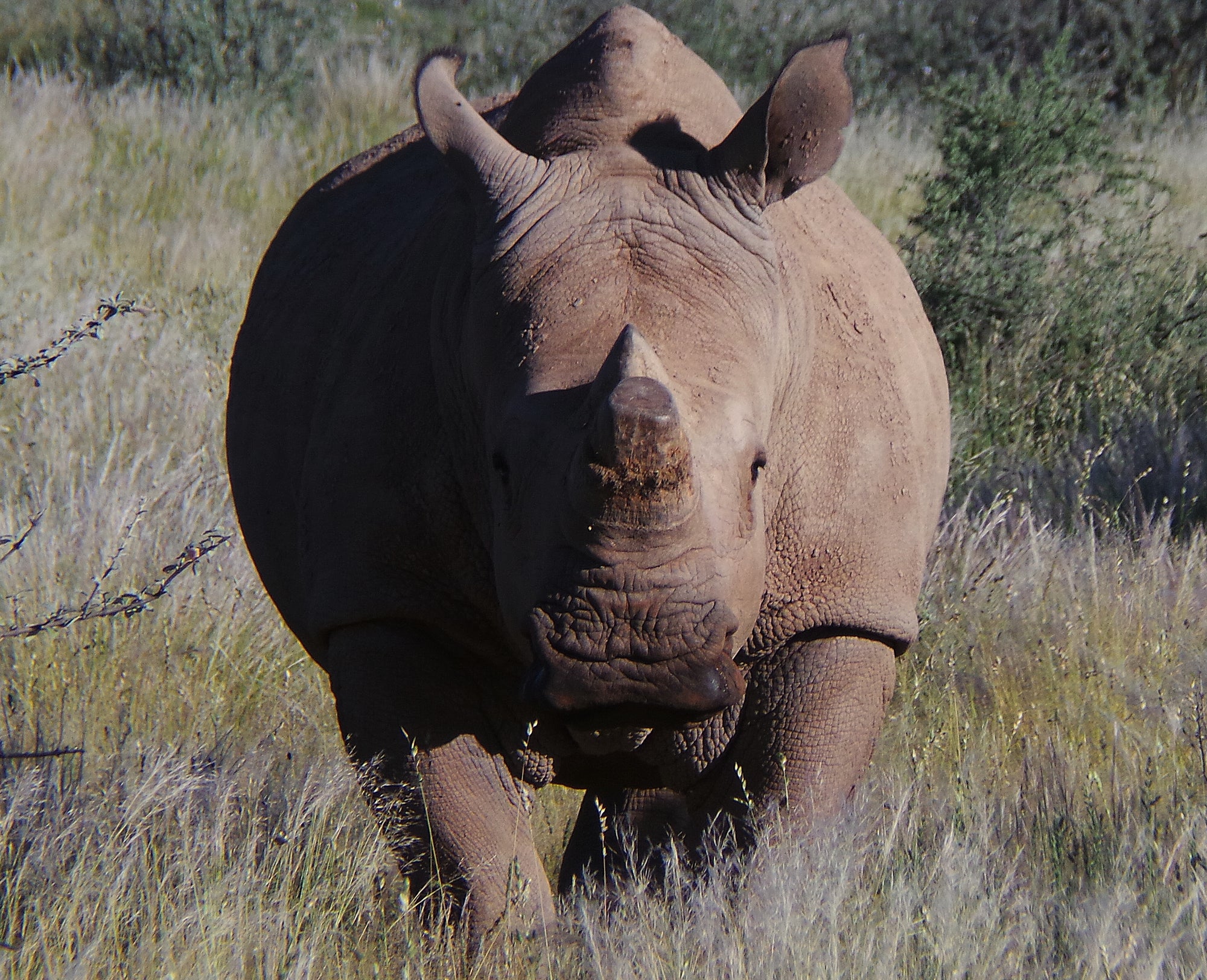 White Rhino