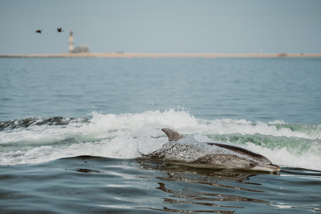 Mola Mola Marine Dolphin Cruise