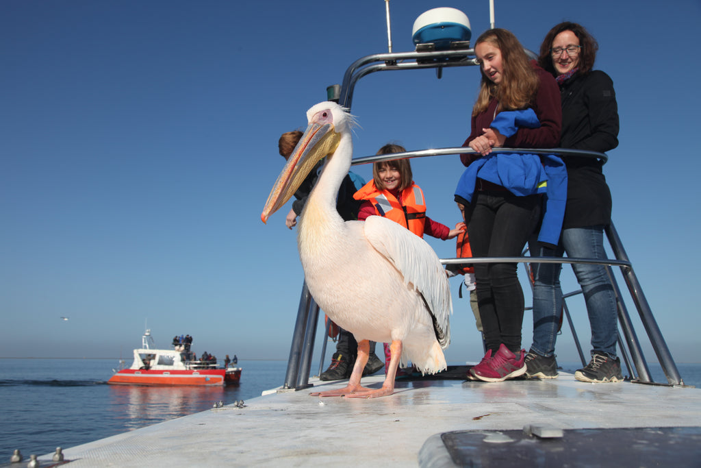 Mola Mola Marine Dolphin Cruise