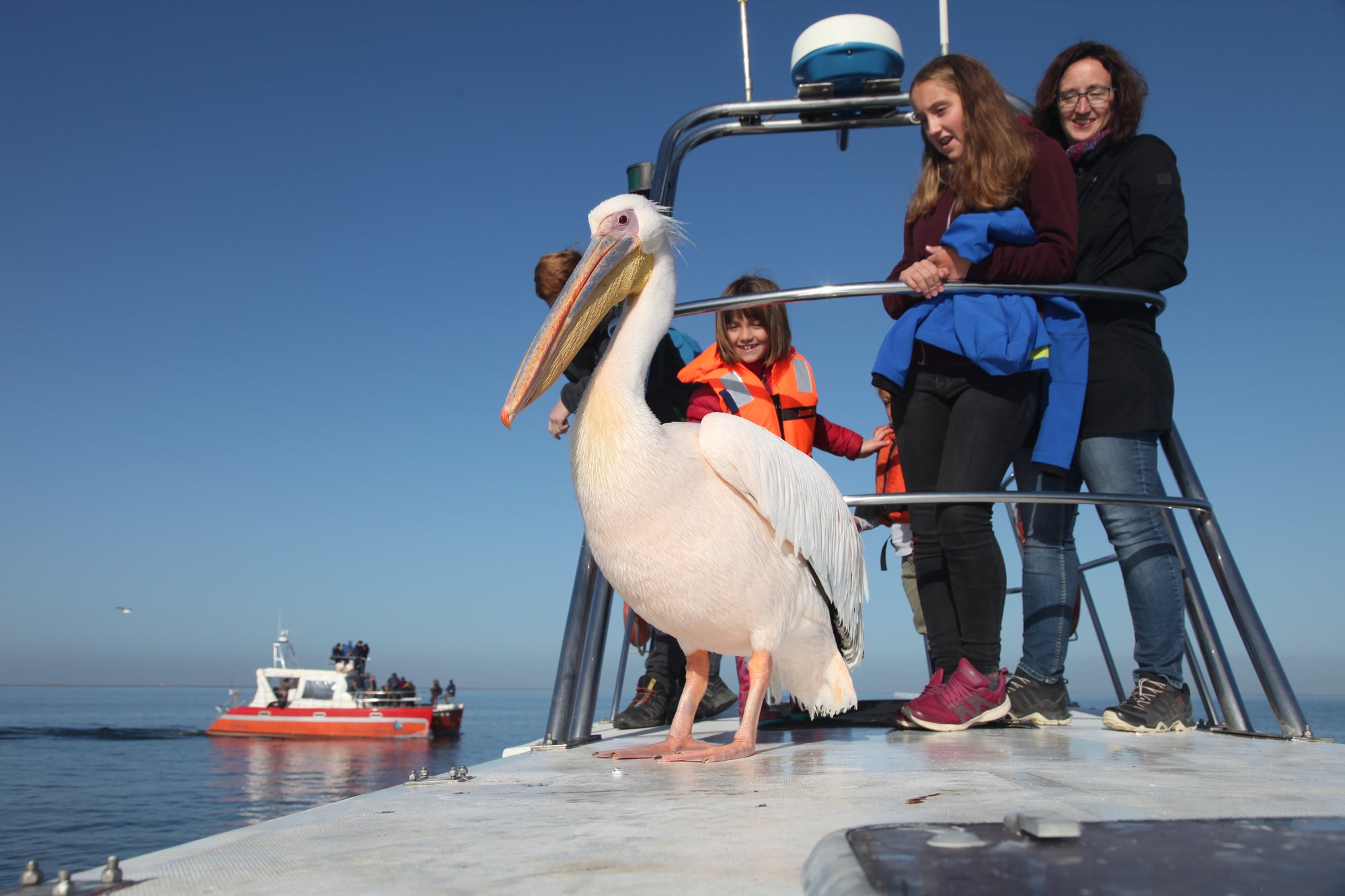 Mola Mola Marine Dolphin Cruise