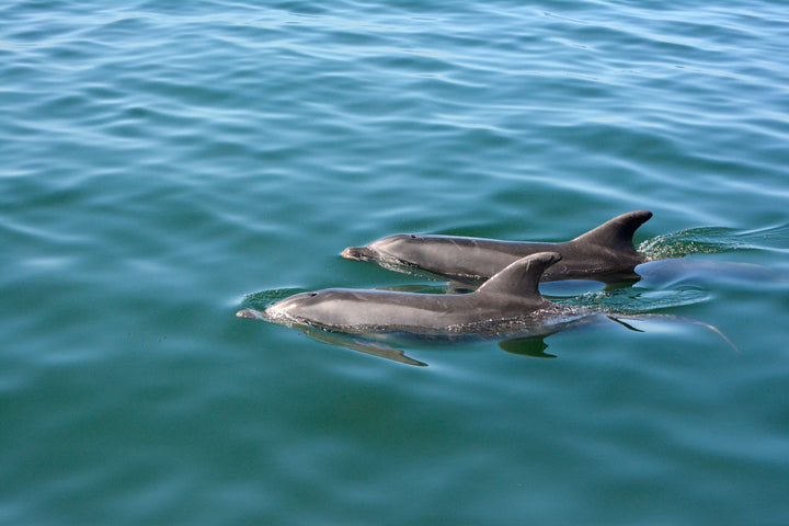 Mola Mola Safaris Marine Dolphin Cruise