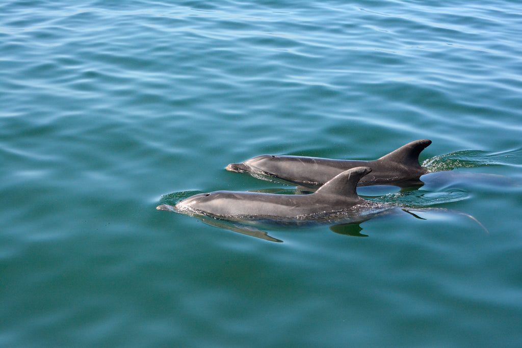 Mola Mola Marine Dolphin Cruise