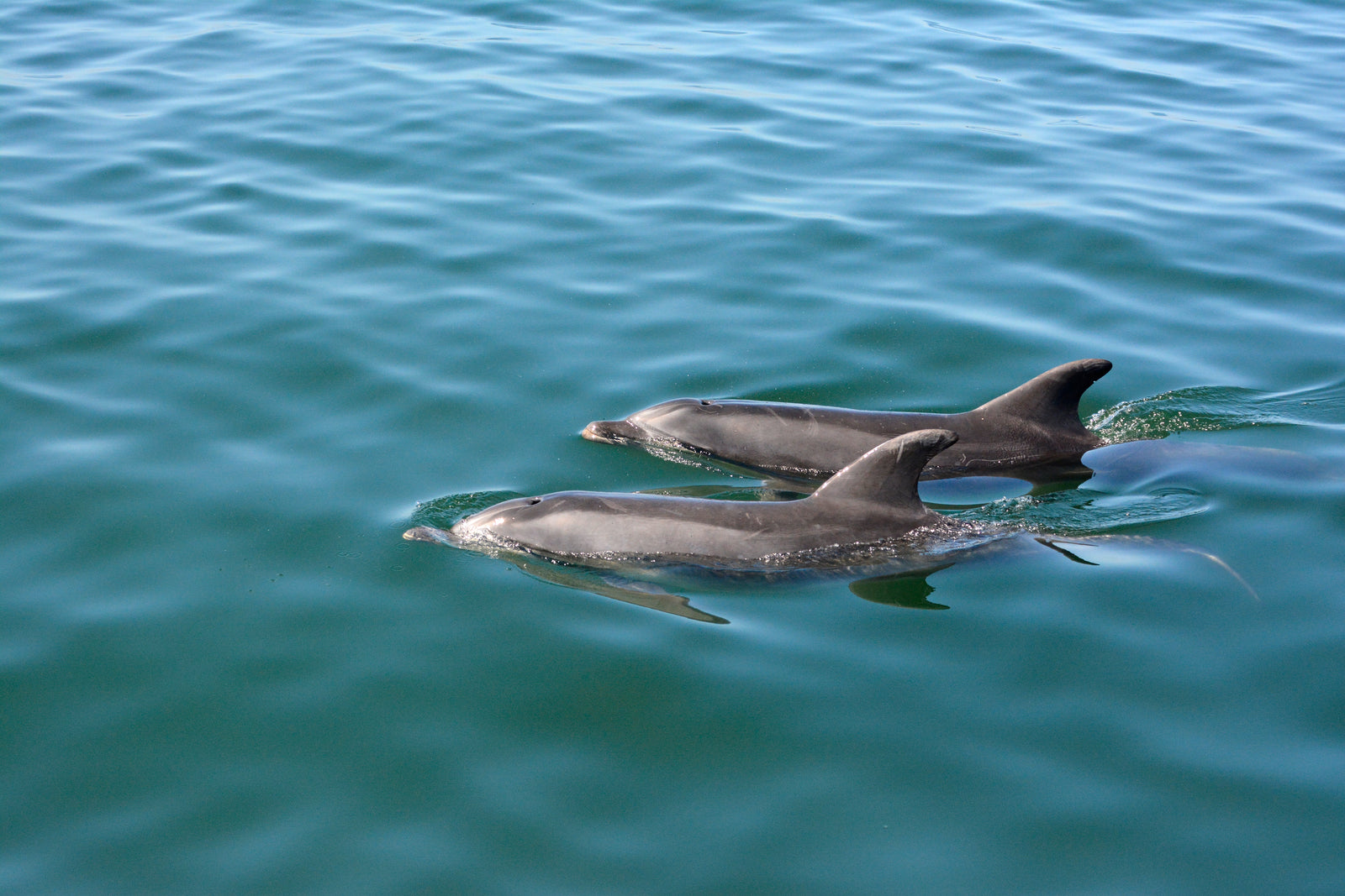 Mola Mola Safaris Marine Dolphin Cruise
