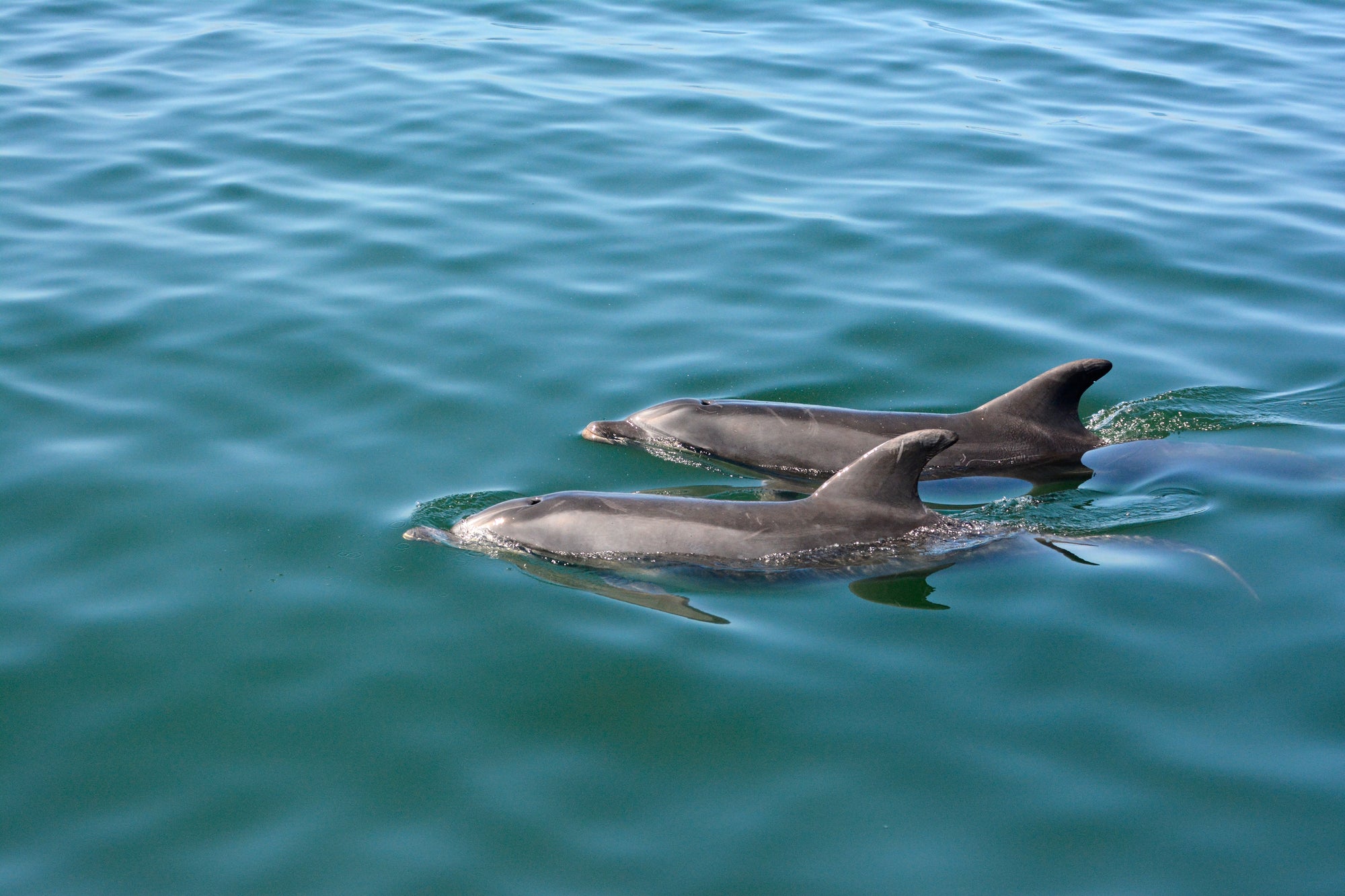 Mola Mola Marine Dolphin Cruise