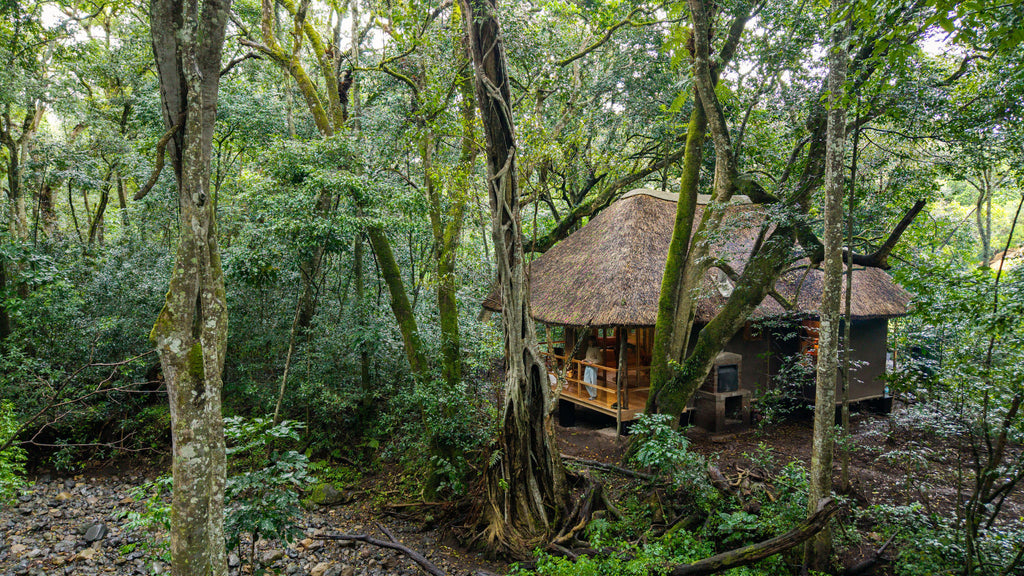 Koroi Forest Camp Chalet