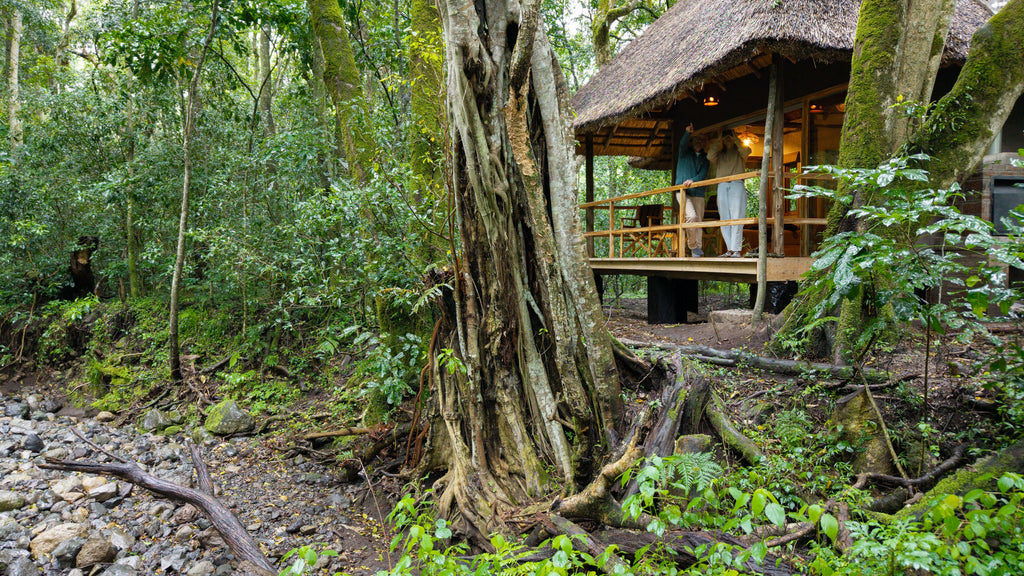 Koroi Forest Camp Chalet