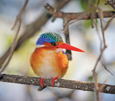 Camp Okavango Birding