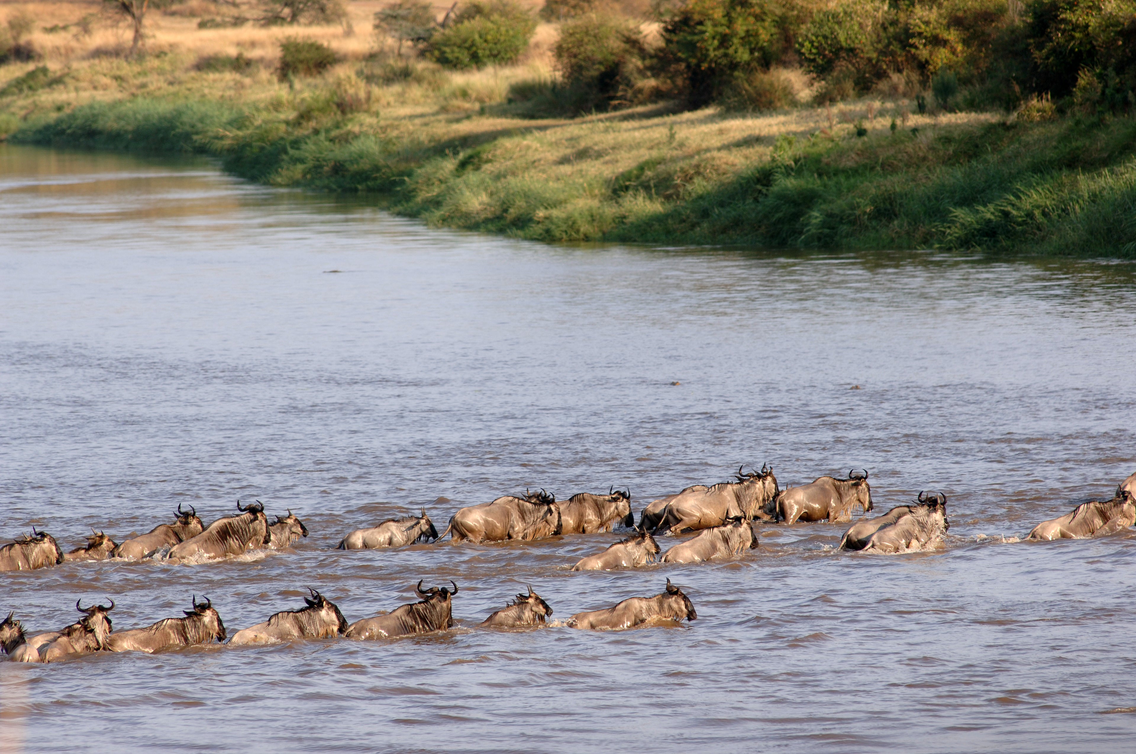 Mara Under Canvas - North Serengeti