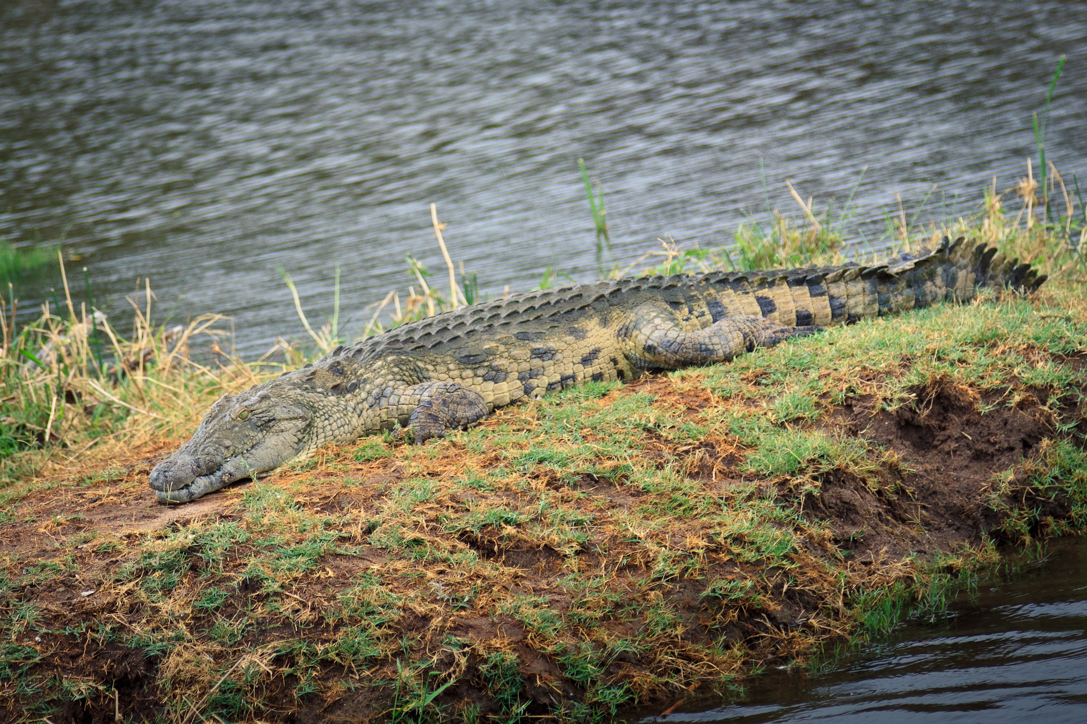 Wildlife sightings