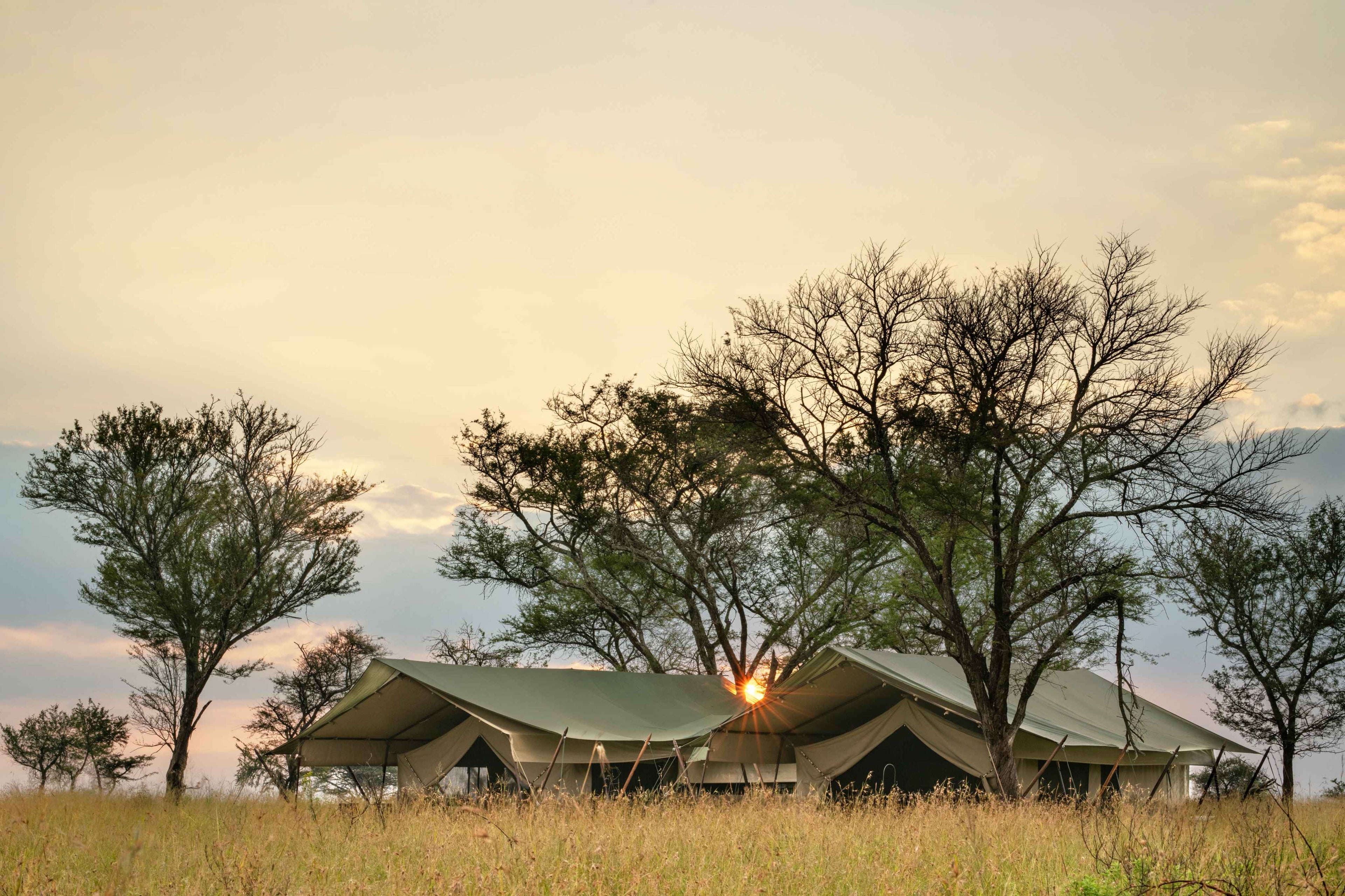 TAASA Migration Camp - Family Tent