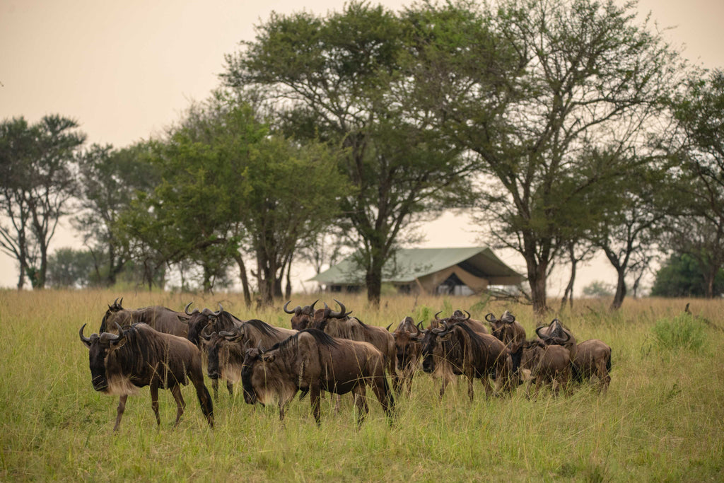 TAASA Migration Camp - Migration in camp