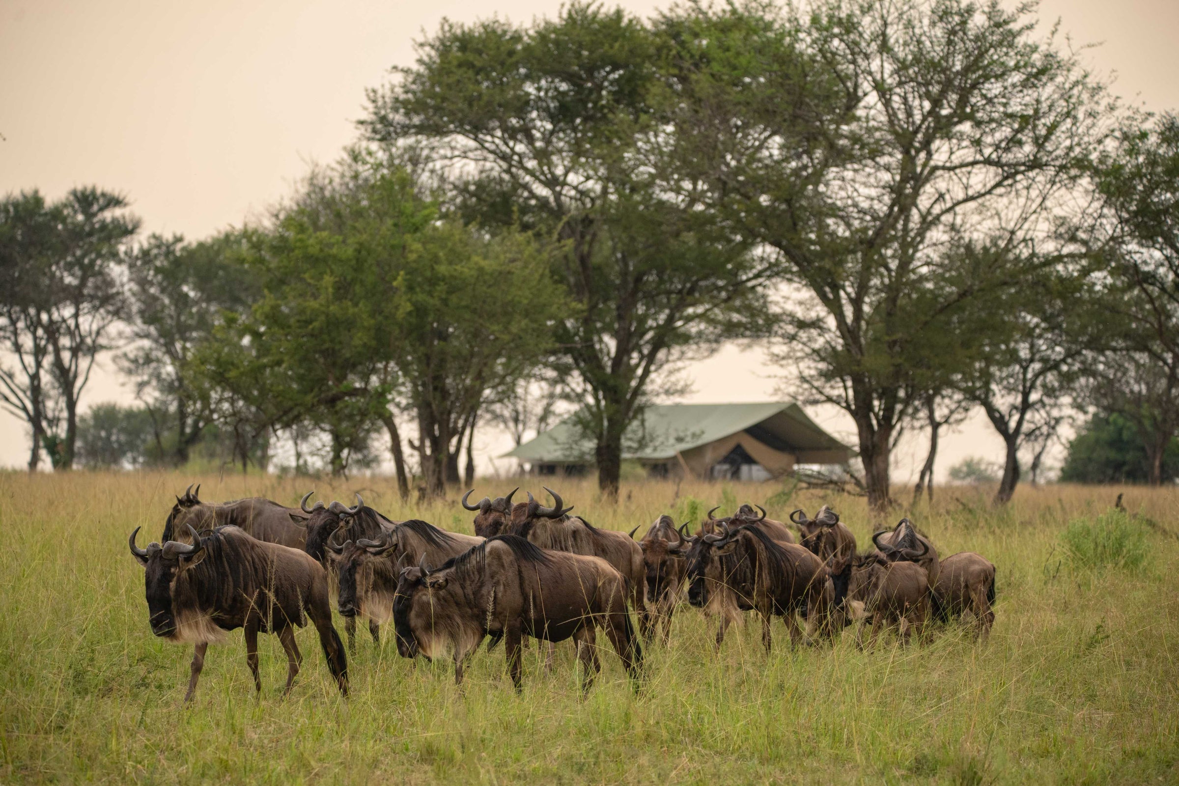TAASA Migration Camp - Kogatende (July-Oct 2026 / May - Oct 2027)