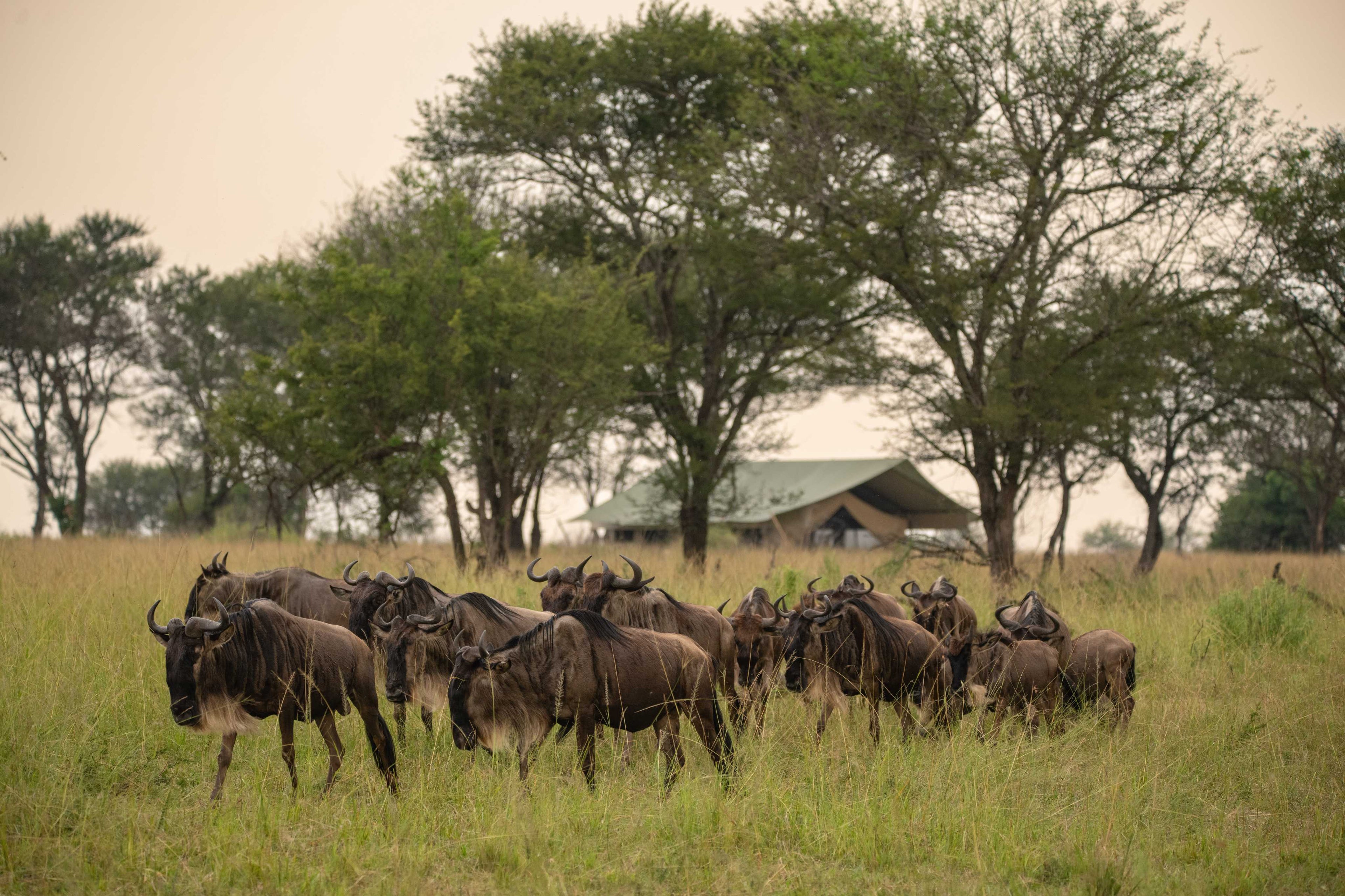 TAASA Migration Camp - Migration in camp
