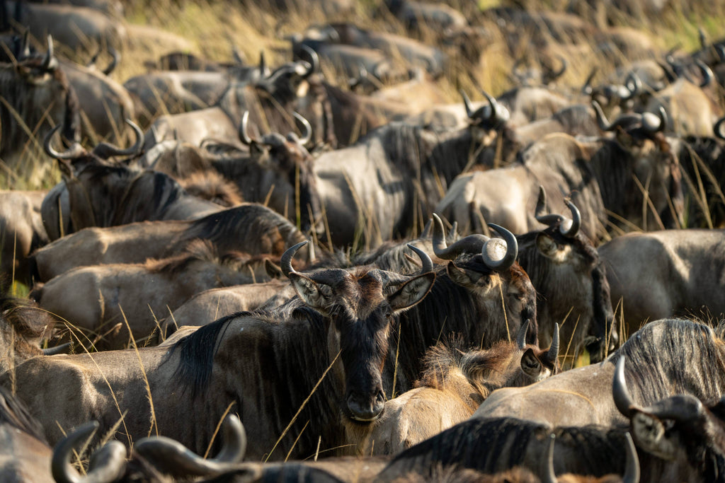 TAASA Migration Camp - Wildlife