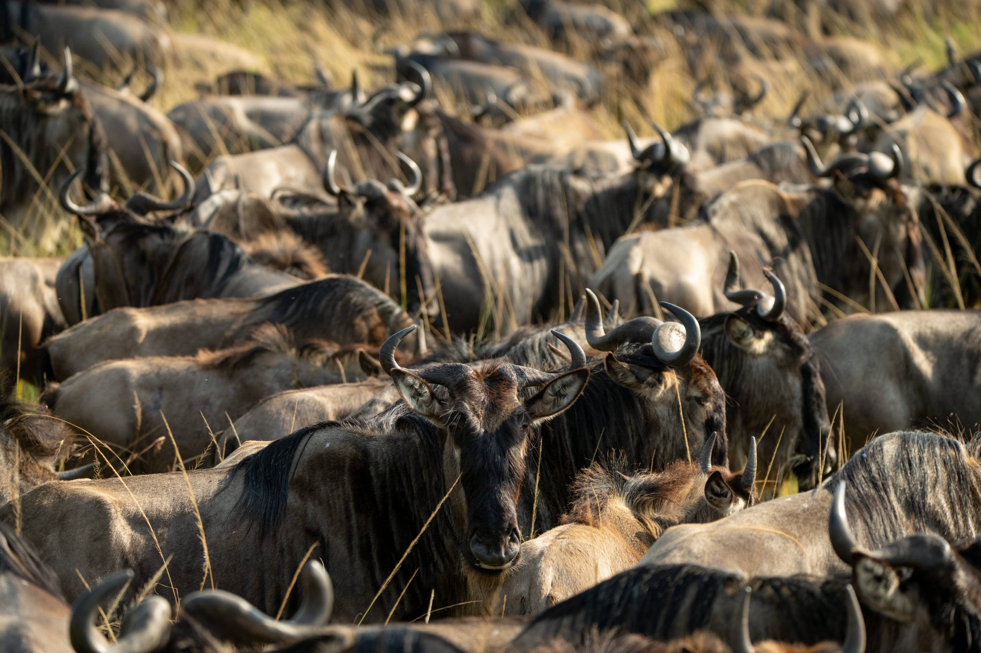 TAASA Migration Camp - Wildlife