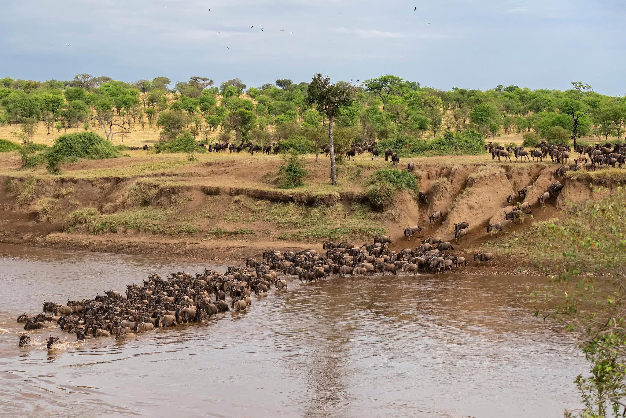 All day safaris