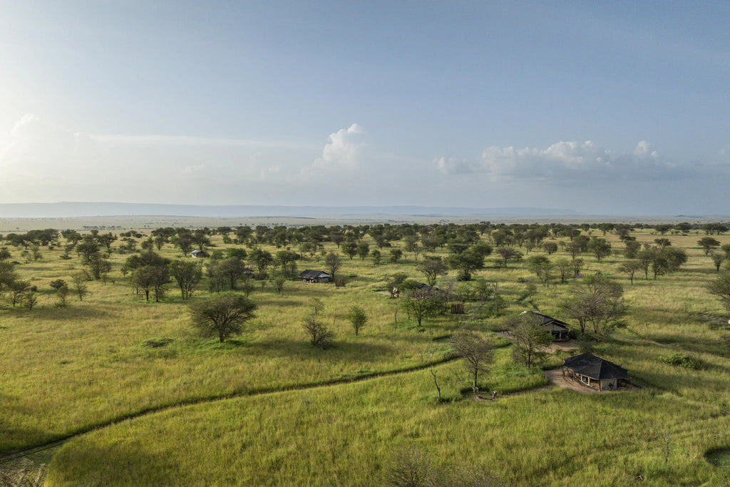 Nyasi at Nyasi Migrational Camp - Northern Serengeti (Lamai), Northern Serengeti, Tanzania.
