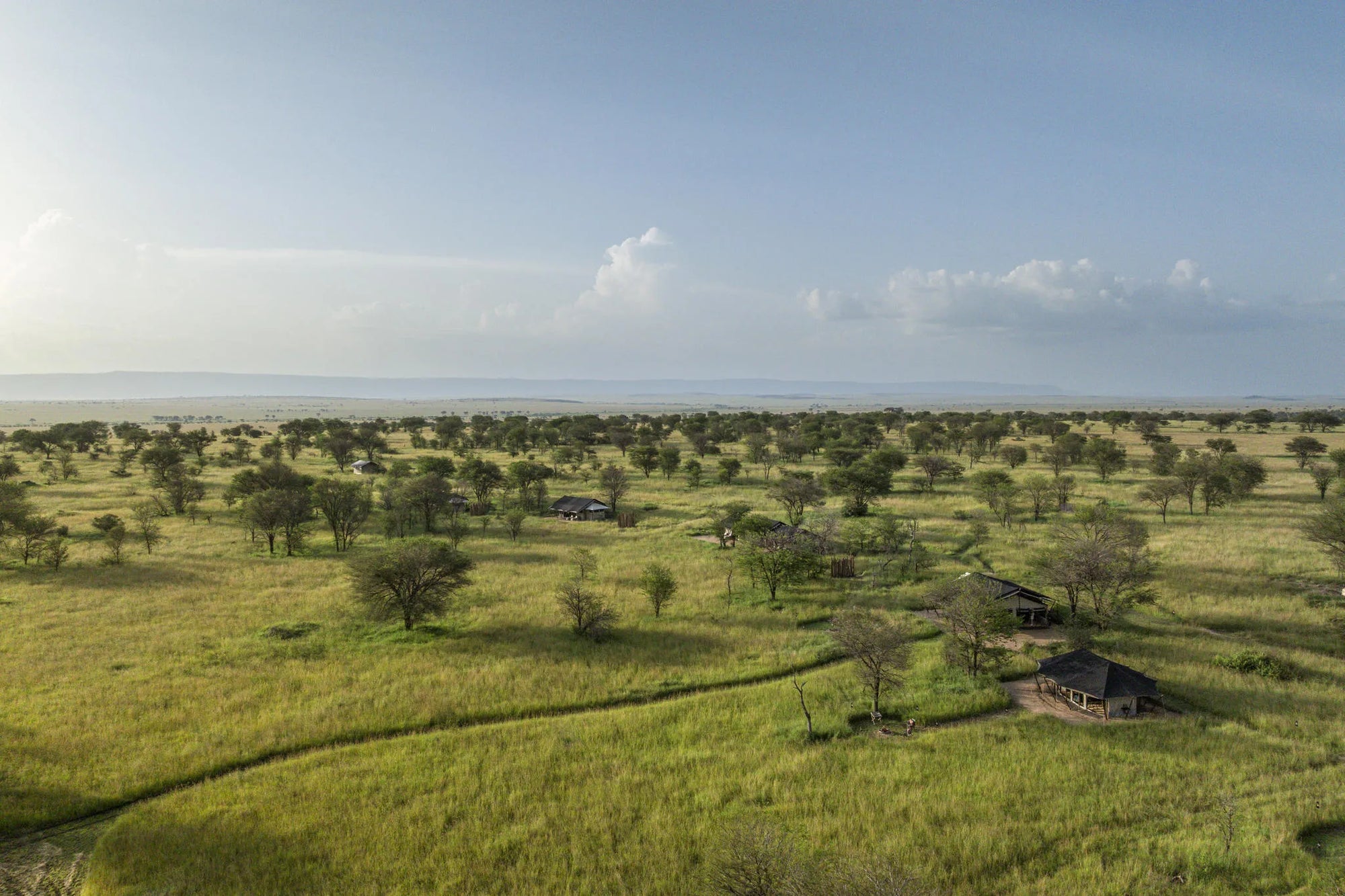 Nyasi at Nyasi Migrational Camp - Northern Serengeti (Lamai), Northern Serengeti, Tanzania.