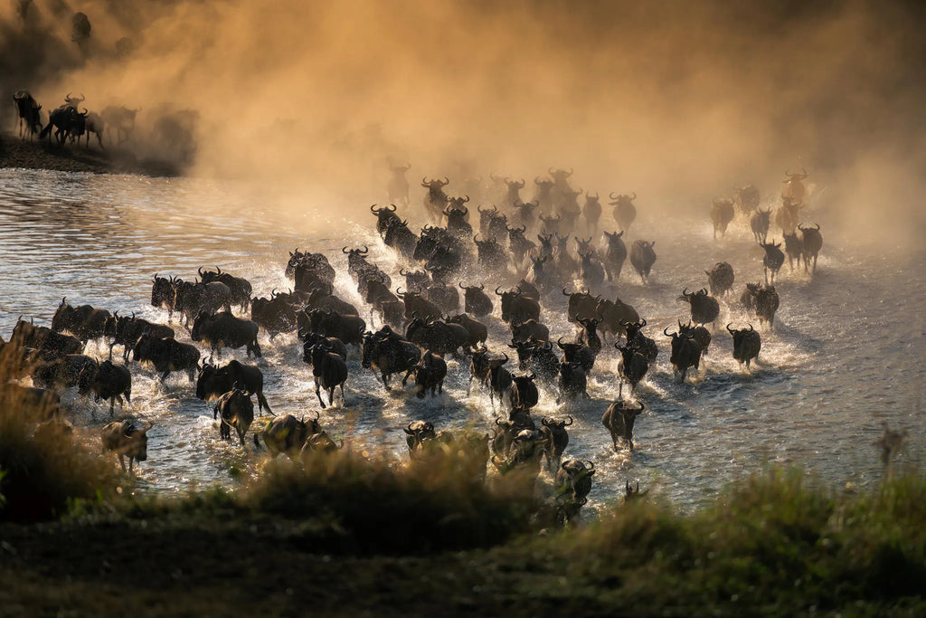 Nyasi at Nyasi Migrational Camp - Northern Serengeti (Lamai), Northern Serengeti, Tanzania.