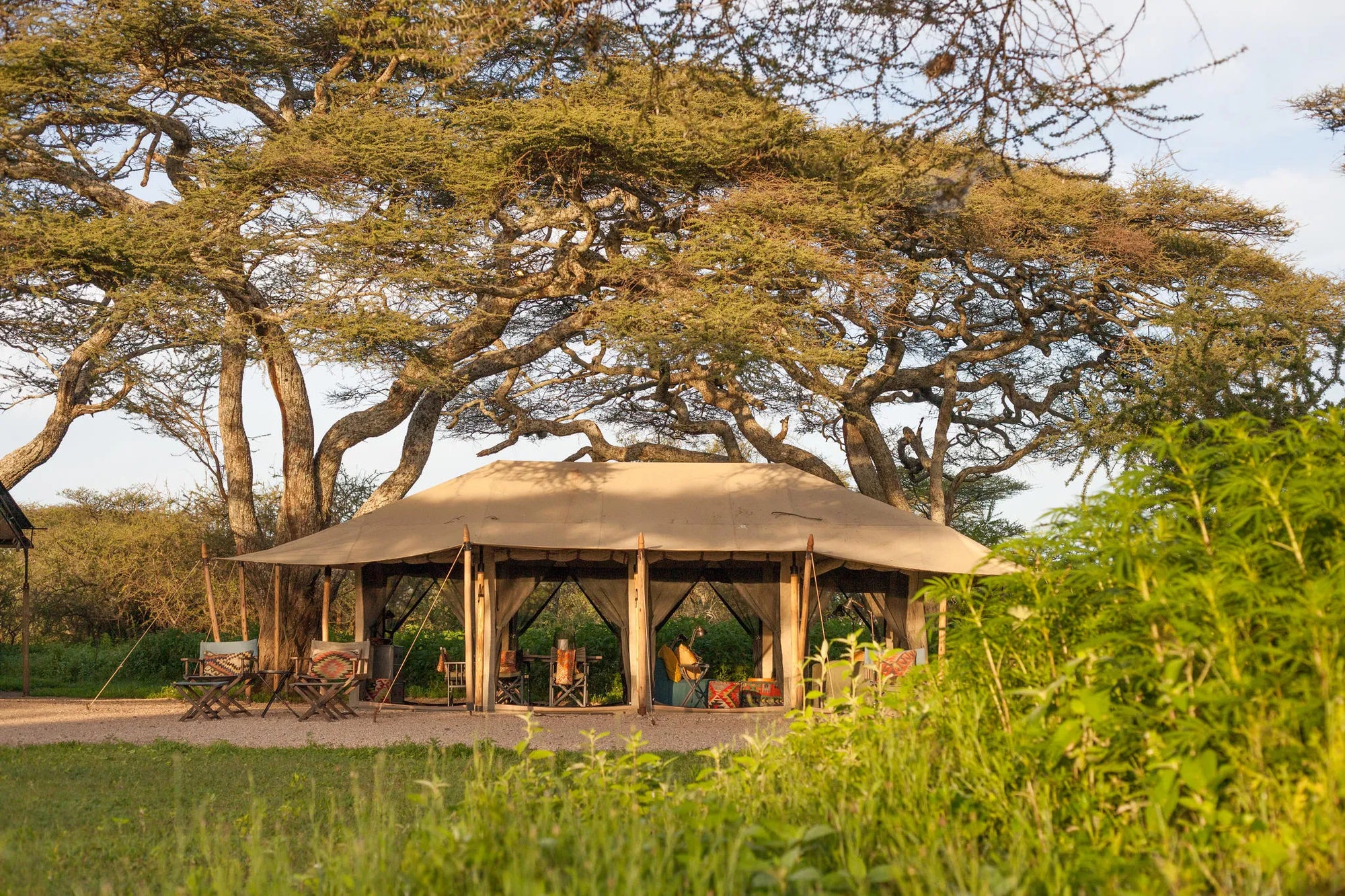 Nyasi at Nyasi Migrational Camp - Northern Serengeti (Lamai), Northern Serengeti, Tanzania.