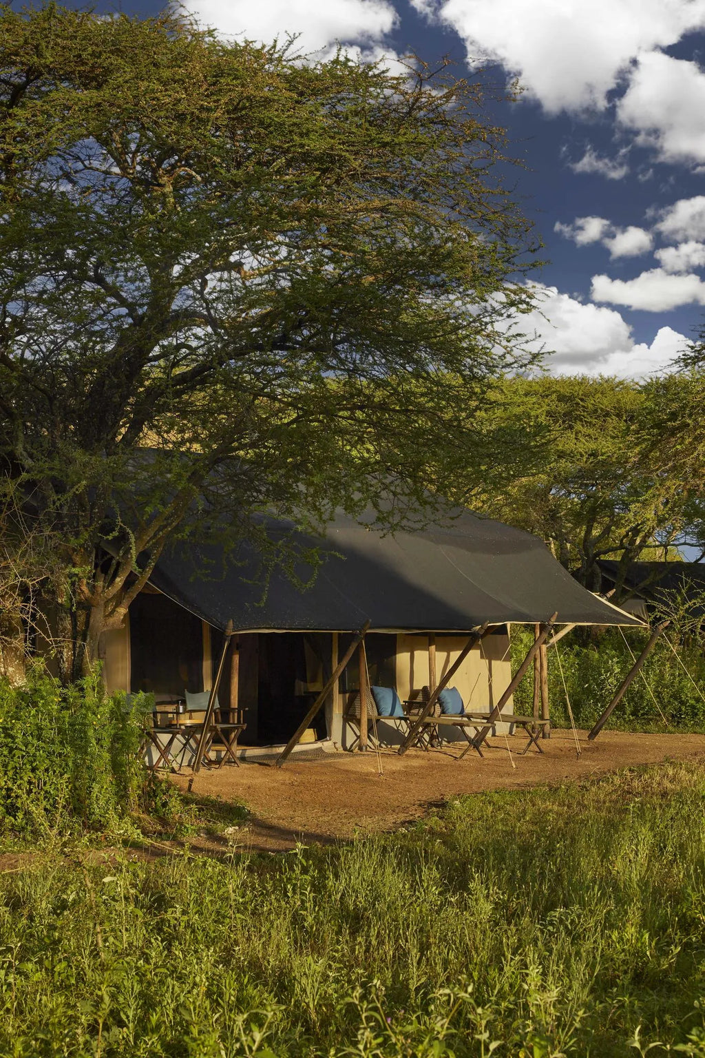 Nyasi at Nyasi Migrational Camp - Northern Serengeti (Lamai), Northern Serengeti, Tanzania.