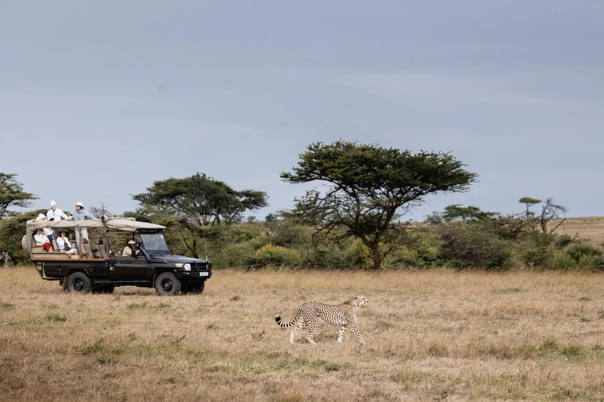 Game Drive at Hemingways River Camp Mara, Mara North Conservancy, Kenya.
