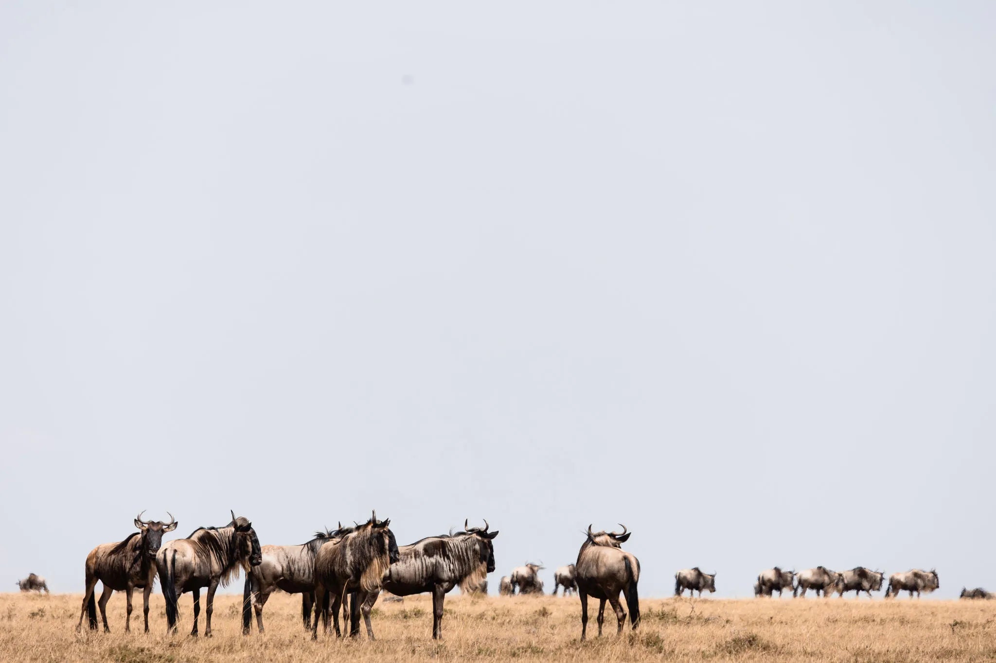 Wildlife at Hemingways River Camp Mara, Mara North Conservancy, Kenya.