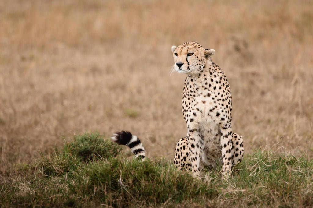 Wildlife at Hemingways River Camp Mara, Mara North Conservancy, Kenya.