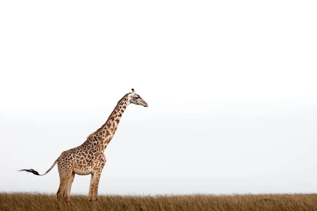 Wildlife at Hemingways River Camp Mara, Mara North Conservancy, Kenya.