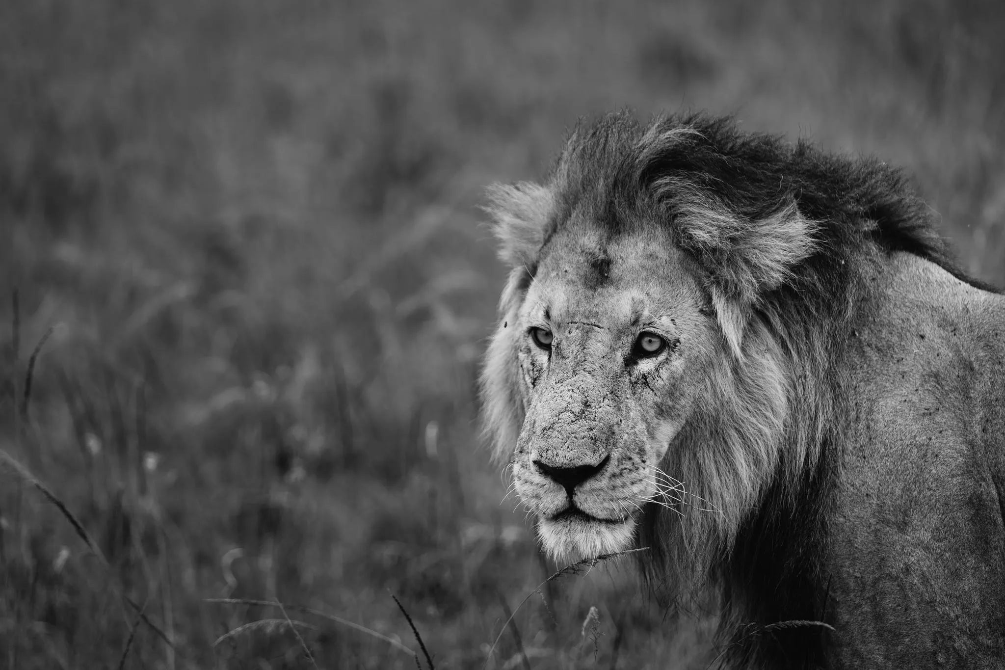 Wildlife at Hemingways River Camp Mara, Mara North Conservancy, Kenya.