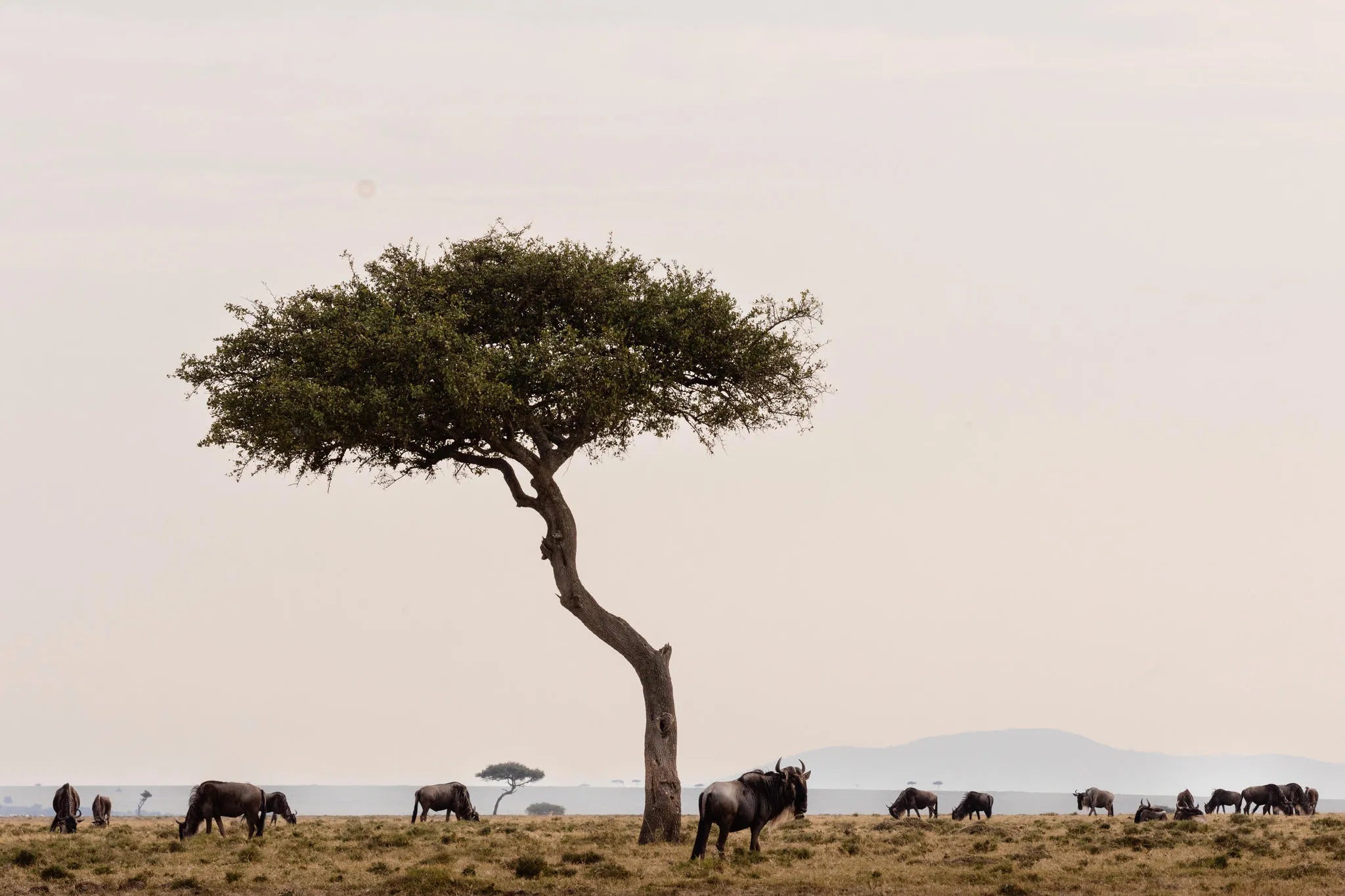 Wildlife at Hemingways River Camp Mara, Mara North Conservancy, Kenya.
